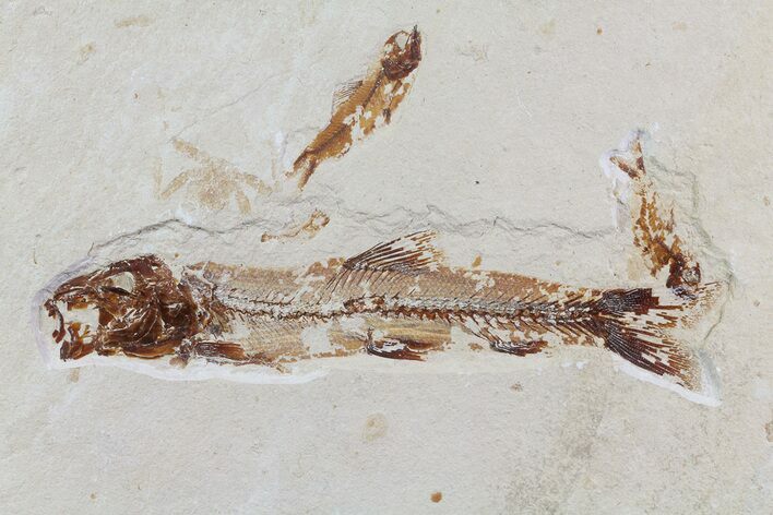 Cretaceous Fossil Fish (Charitosomus) - Lebanon #70295